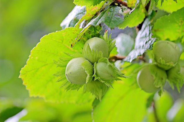Comment réussir à planter un noisetier à tous les coups ?